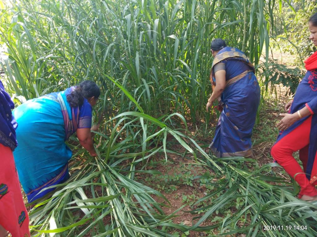 Training on fodder production