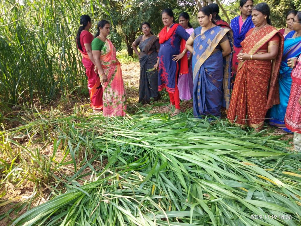 Training on fodder production