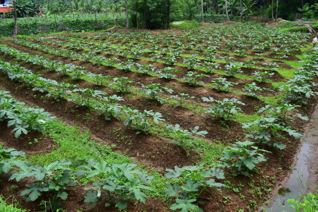 Field visit - Integrated Management of Cercospora leaf spot of Bhindi - Chelakkara, Pazhayannur dated 12.07.2019