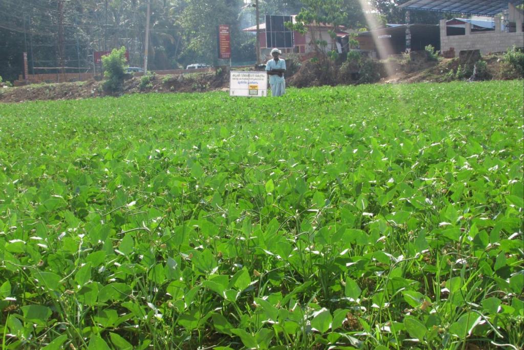 short duration cowpea variety PGCP-6 for rice fallows