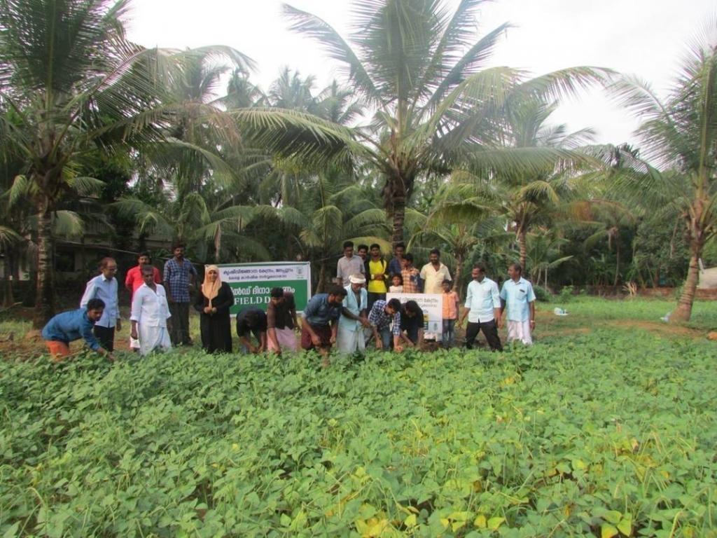 field day - short duration cowpea variety PGCP-6 for rice fallows