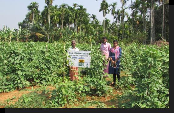 mosaic resistant cowpea - geethika