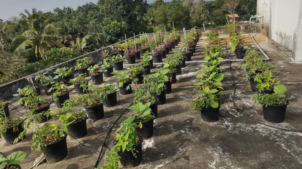 Terrace Garden