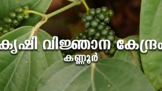 Embedded thumbnail for Krishi Vigyan Kendra Kannur | കൃഷി വിജ്ഞാന കേന്ദ്രം കണ്ണൂർ 