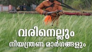 Embedded thumbnail for വരിനെല്ലും നിയന്ത്രണ മാർഗങ്ങളും | Weedy rice and its  Management