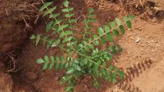 Embedded thumbnail for കറിവേപ്പില  കൃഷി  Curry leaves  cultivation