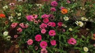 Embedded thumbnail for B.Sc. (Hons.) Horticulture