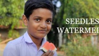 Embedded thumbnail for Seedless Watermelon | Kerala Agricultural University