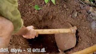 Embedded thumbnail for കുരുമുളക് നടീൽ രീതി Planting of pepper